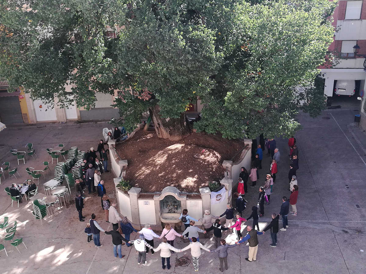 El Olmo de Navajas queda finalmente 12º en la votación para elegir el árbol europeo del año