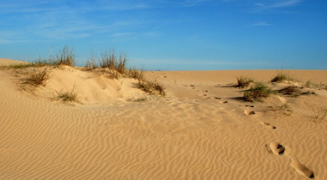 Prevén plantar más de 95.000 ejemplares para restaurar las dunas de Guardamar

