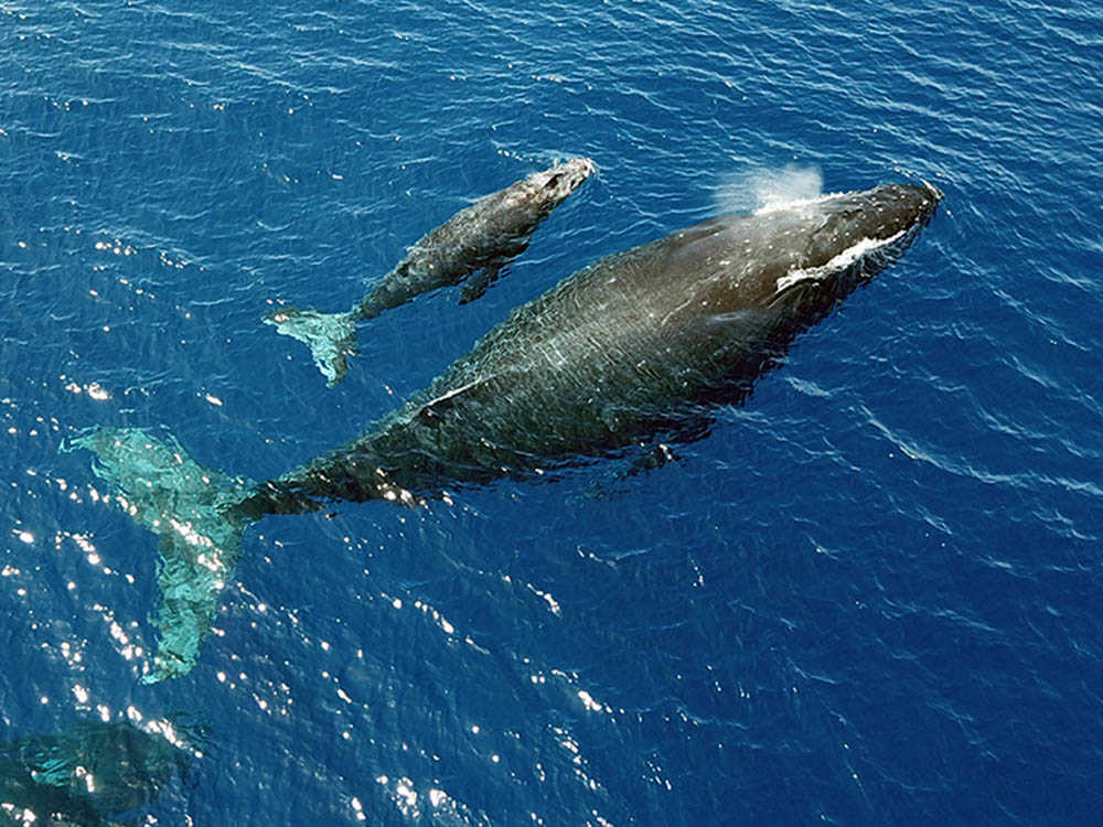 Ferits de lletra: L'home que nadava amb les balenes
