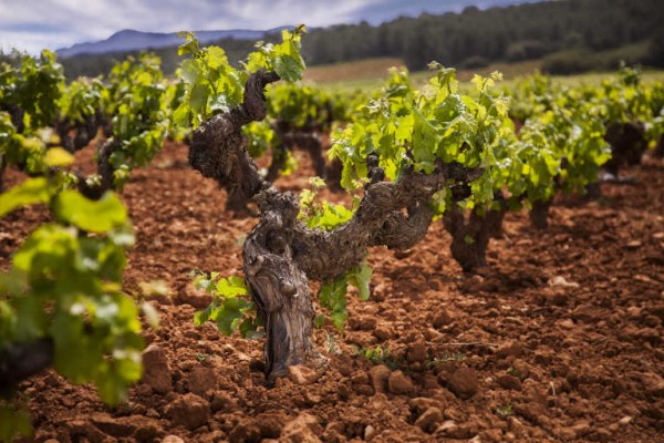 El Supremo obliga al TSJCV a pronunciarse sobre los territorios DO Utiel-Requena