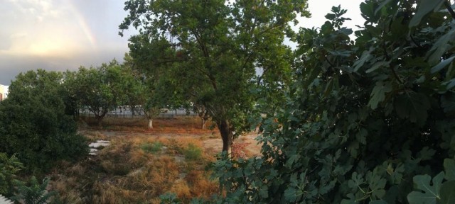 Adiós a los baños de bosque en la avatarizada calle Bailén 

