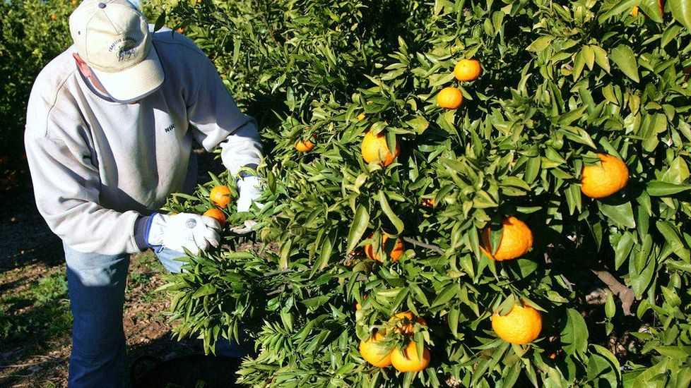 Europa protege a los agricultores, comercios y cooperativas frente a las cadenas de distribución