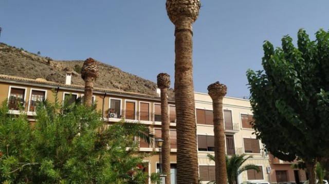 Orihuela saca un plan de poda y contra el picudo pero la plaza de Santa Lucía se vacía de palmeras 
