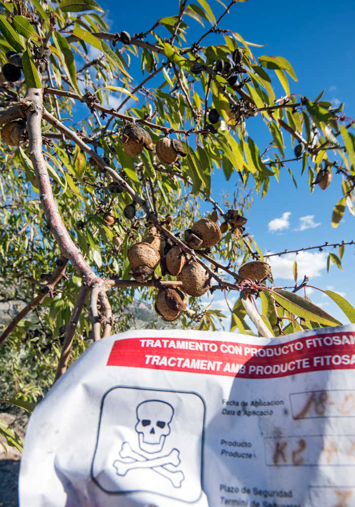 Un juez impide a la Conselleria de Agricultura acceder a dos fincas para talar árboles afectados por la xylella