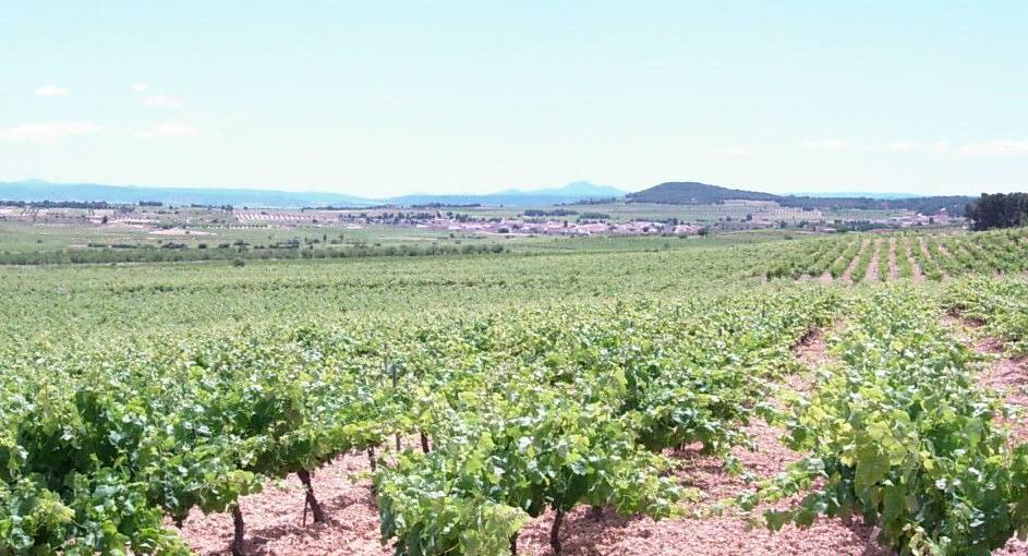 El Consell convoca ayudas por 22 millones de euros para instalaciones agrícolas de jóvenes en 2019