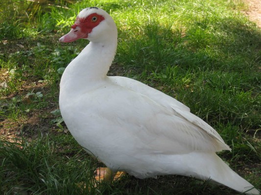 Borriana actúa de nuevo para capturar especies invasoras del Clot como el pato mudo