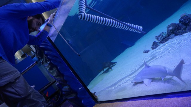 El Oceanogràfic se consolida como el acuario con mayor número de tiburones de Europa