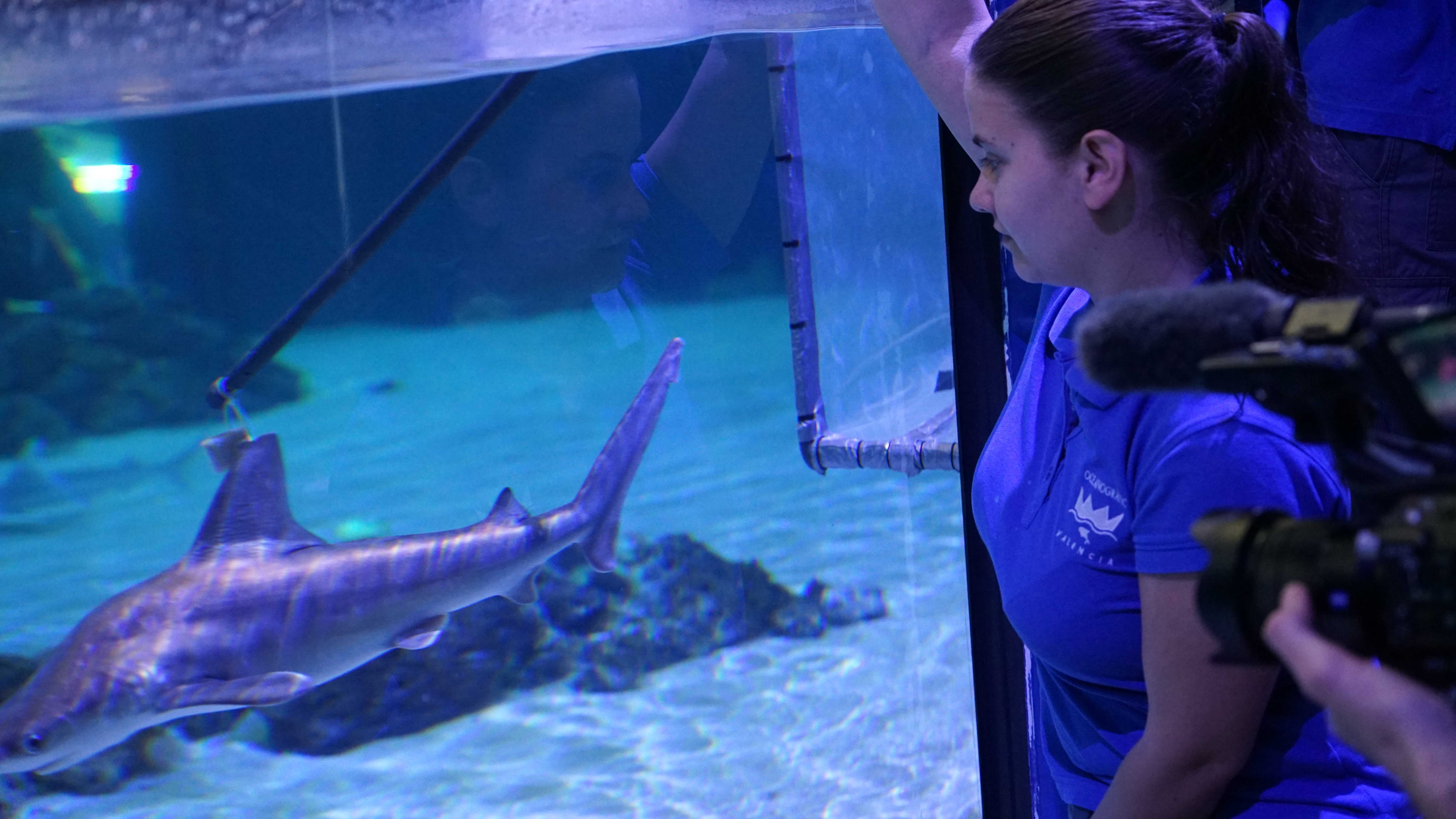 El Oceanogràfic se consolida como el acuario con mayor número de tiburones de Europa

