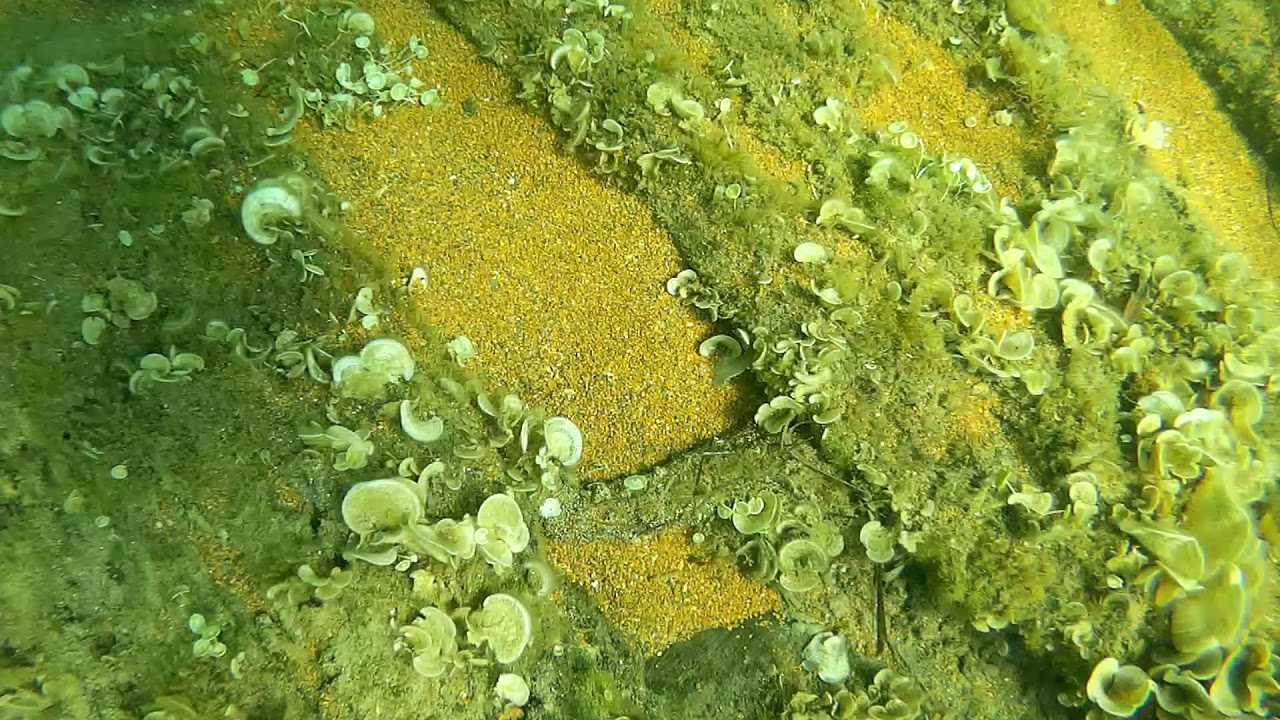 De troballes subaquàtiques: furtius versus col·laboradors

