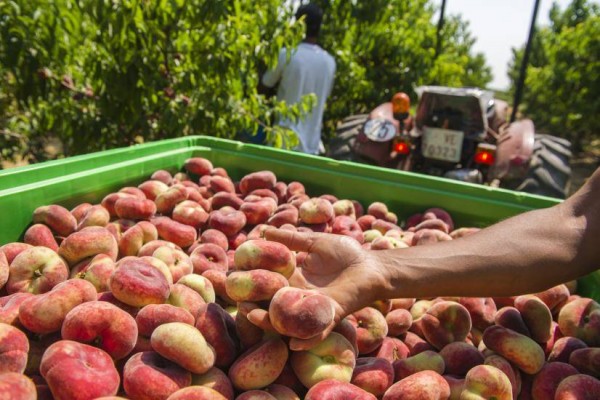 Agricultura destina 1,8 millones a las ayudas para distribuir frutas, hortalizas y leche en los centros escolares
