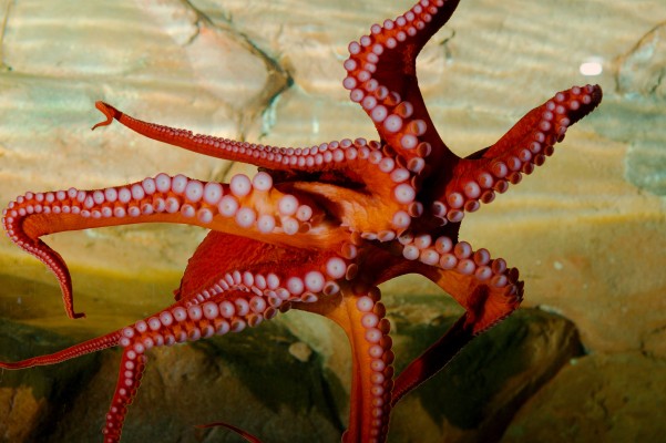 Panspèrmia, la llavor extraterrestre de la vida?

