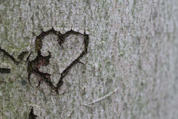 Si el amor es un bosque, San Valentín es un pino en una maceta