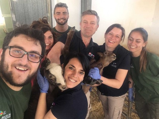Una castellonense lidera una investigación que mejora y hace más sana la reproducción ovina