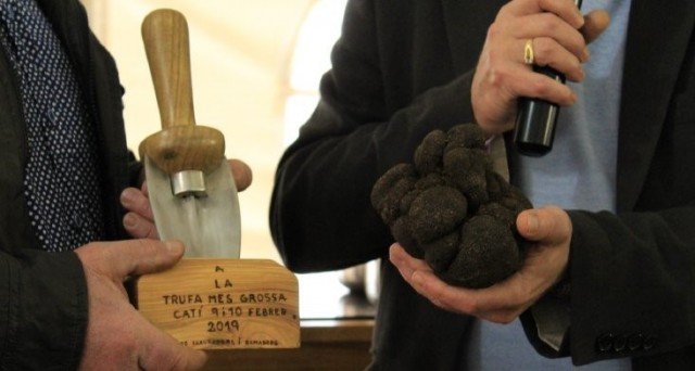 Una trufa negra de 624 gramos gana el concurso de la Mostra de Catí