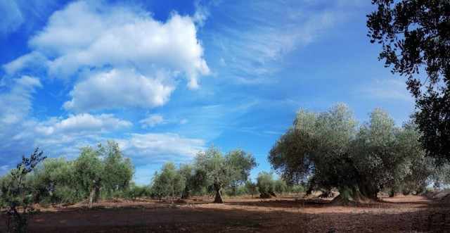 Turisme desarrolla un 'microsite' para vender 36 actividades y 9 escapadas a los Olivos Milenarios