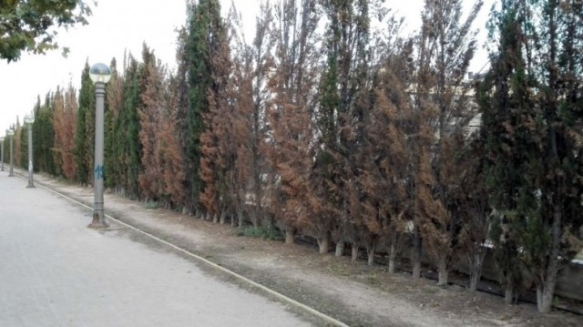 El tripartito de Elche plantará 311 nuevos árboles en la nueva fase del Plan de Arbolado
