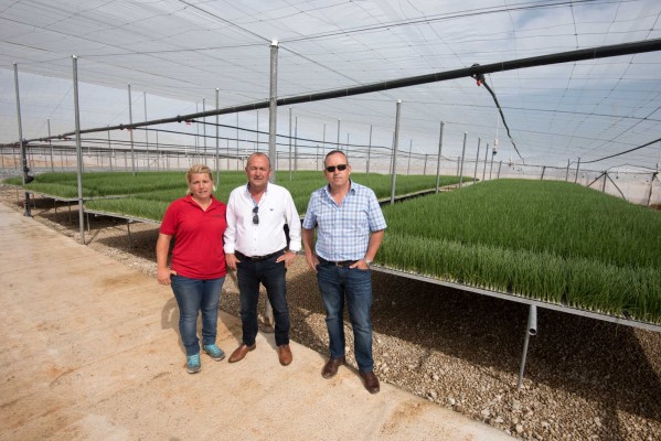 Las cebollas de Mercadona cierran el círculo: Javaloyes planta sus primeras semillas propias