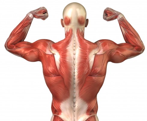 Consiguen mejorar las funciones musculares con técnicas de modificación genética