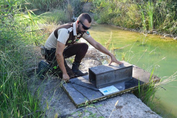 El Consorcio del río Millars retoma el control de visones americanos en el paisaje protegido
