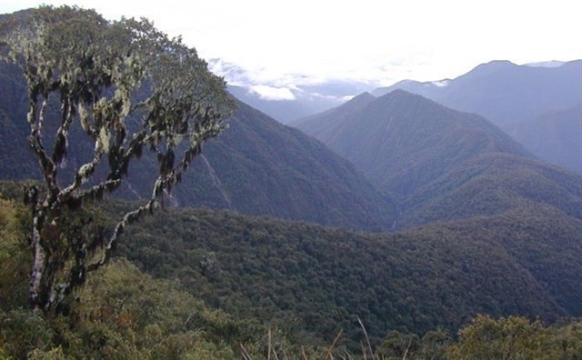 Investigadores identifican un nuevo género de árbol de gran tamaño en los Andes tropicales