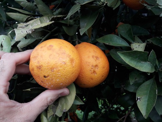 La Unió denuncia la intención de Agroseguro de encarecer el seguro de cítricos más de un 3%