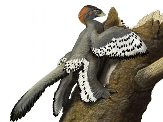 Las plumas de un pequeño dinosaurio chino dan pistas sobre el origen del vuelo
