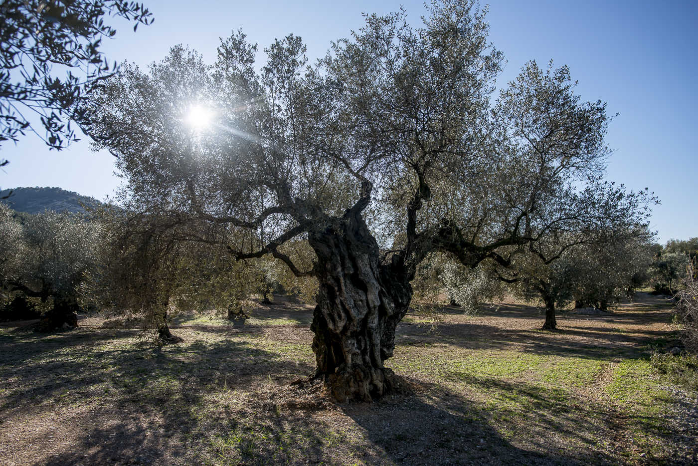 El reino del aceite está en Castellón