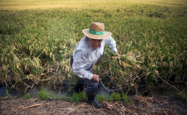 Empieza la siega de arroz con cosechas mermadas por el exceso de humedad