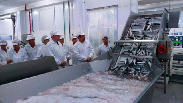 Niordseas introducirá la cría de lecha en la granja de Burriana junto a las doradas, lubinas y corvinas