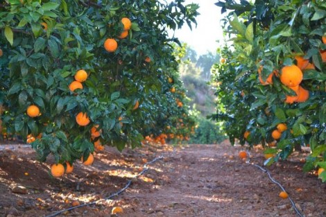 Los sobrecostes aprietan a la citricultura: producir cuesta hasta un 33% más por fitosanitarios, fertilizantes y gasóleo
