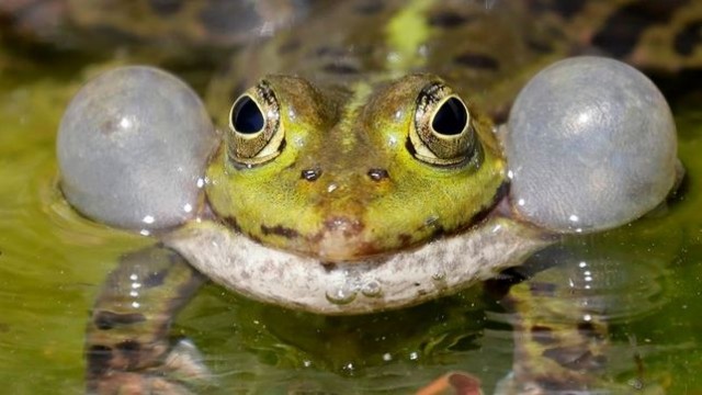 Las infecciones de hongos afectarán a la vida salvaje en un mundo cada vez más caluroso