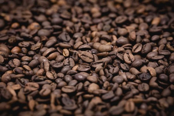 Más del 60% de variedades de café, en peligro de extinción