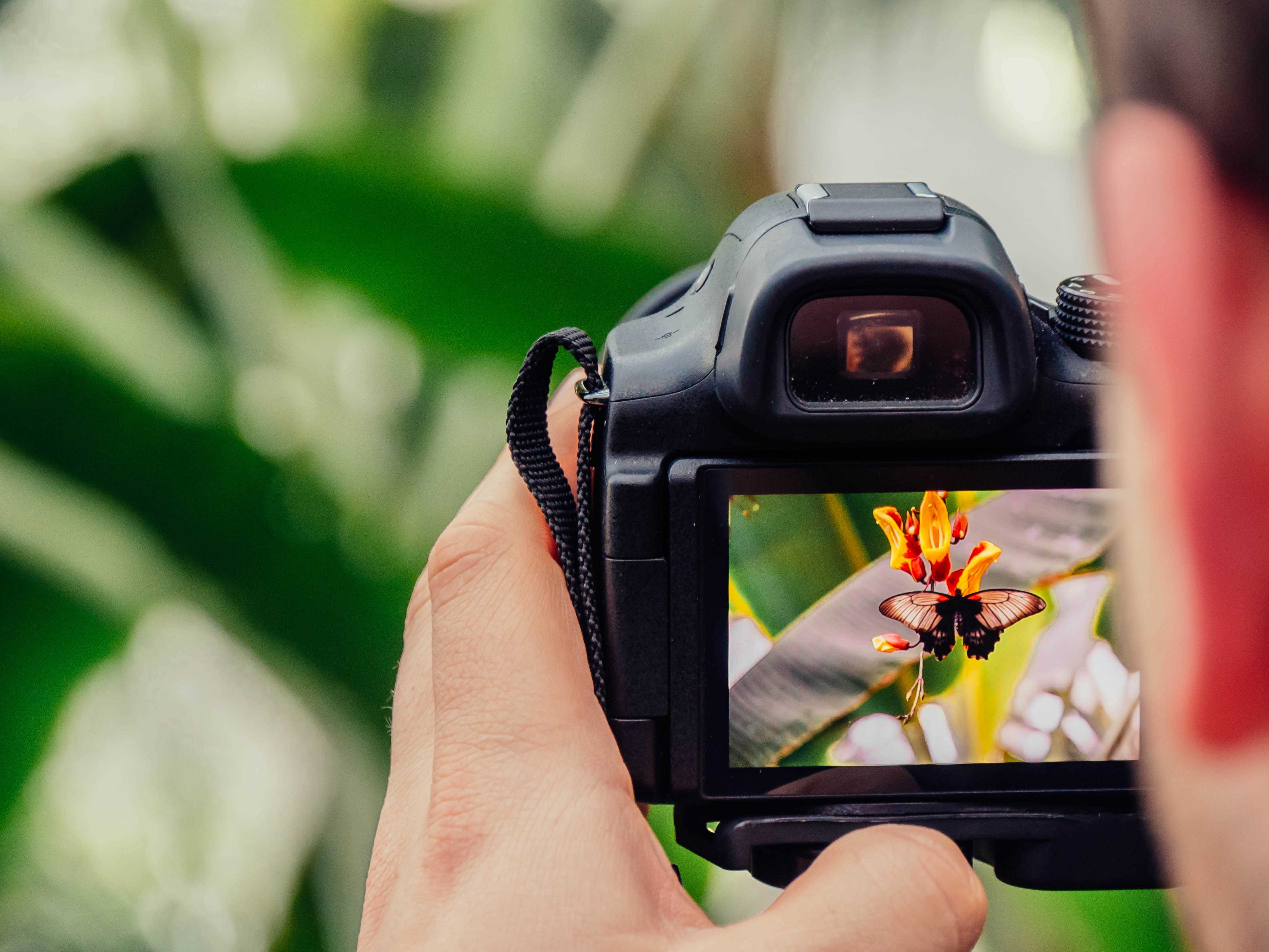 Vila-real premiarà les millors fotografies de naturalesa a través de sis guardons