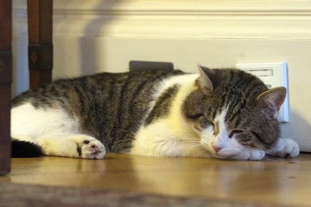 Retrato del gato Larry en su perfil de 'Twitter'. - 