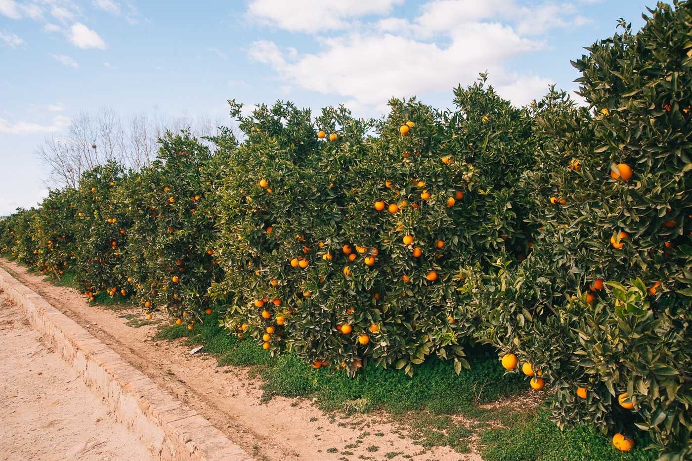 Nuestro campo pide un esfuerzo colectivo

