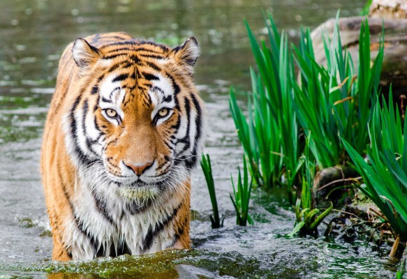 ‘El embrujo del tigre’, crónica de un animal místico e imposible, por Sy Montgomery