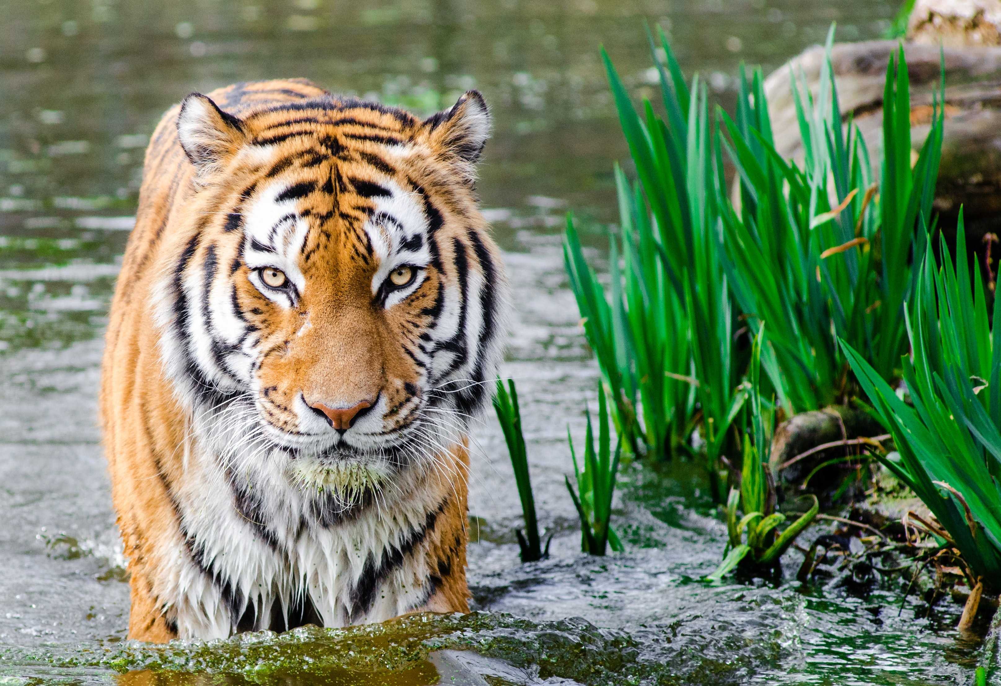 ‘El embrujo del tigre’, crónica de un animal místico e imposible, por Sy Montgomery