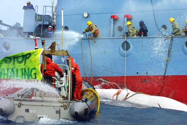 Balenes, entre el mite i l'extinció