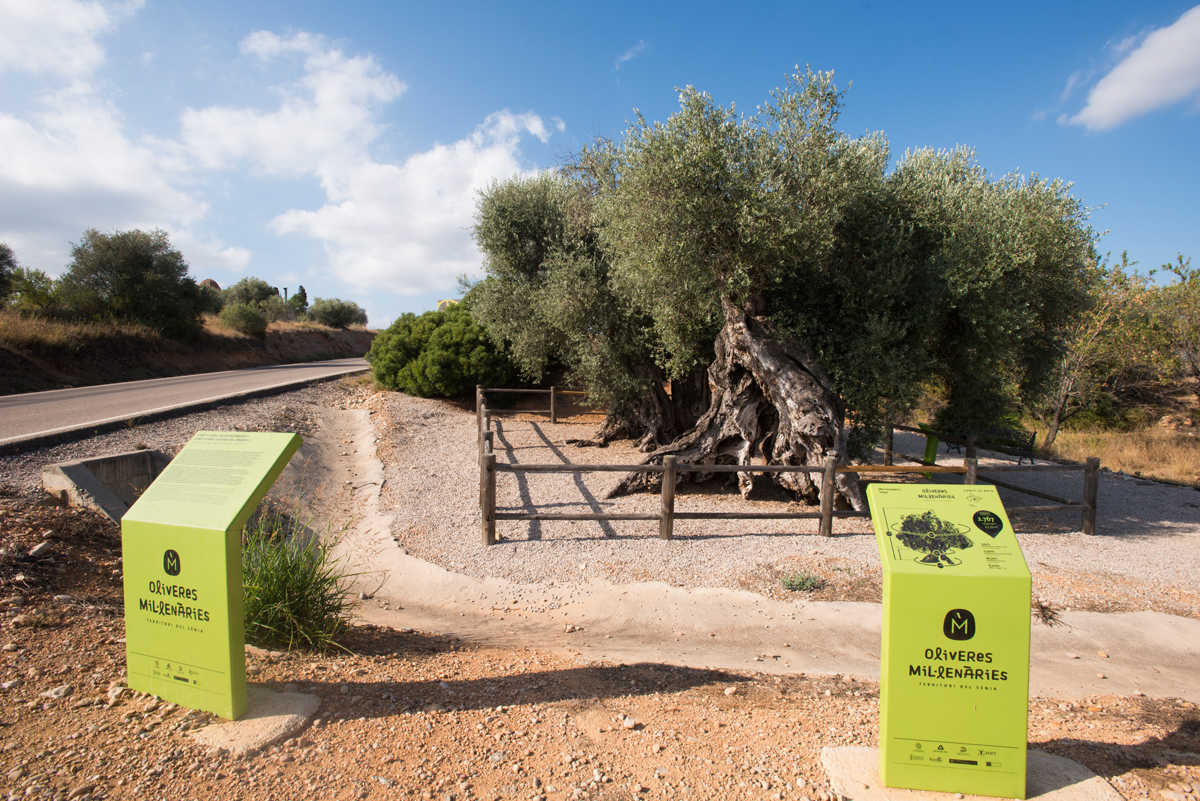 Casi 200 árboles monumentales de Castellón recibirán ayudas de la Diputación
