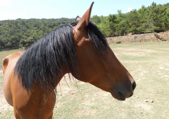 Arcadia lanza una campaña para pedir ayuda para alimentar a caballos abandonados o maltratados