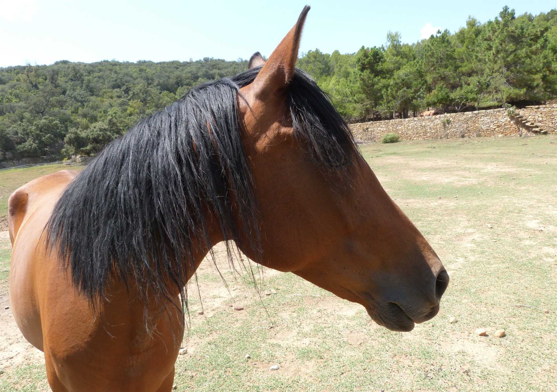 Arcadia lanza una campaña para pedir ayuda para alimentar a caballos abandonados o maltratados