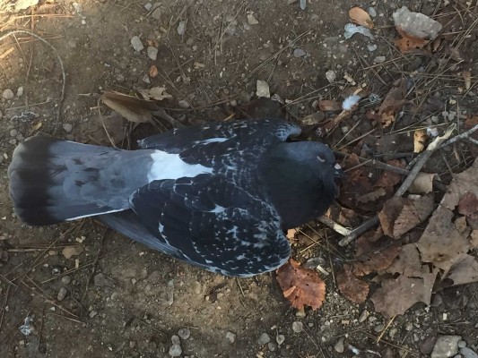 Primero vinieron a por las mujeres… (las palomas también mueren)

