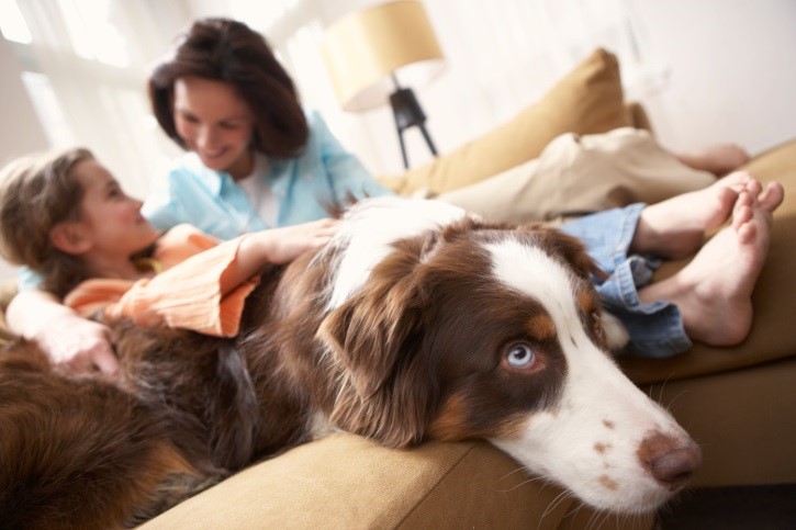 PSOE, Unidos Podemos y Cs piden incluir la empatía a los animales en el currículum educativo