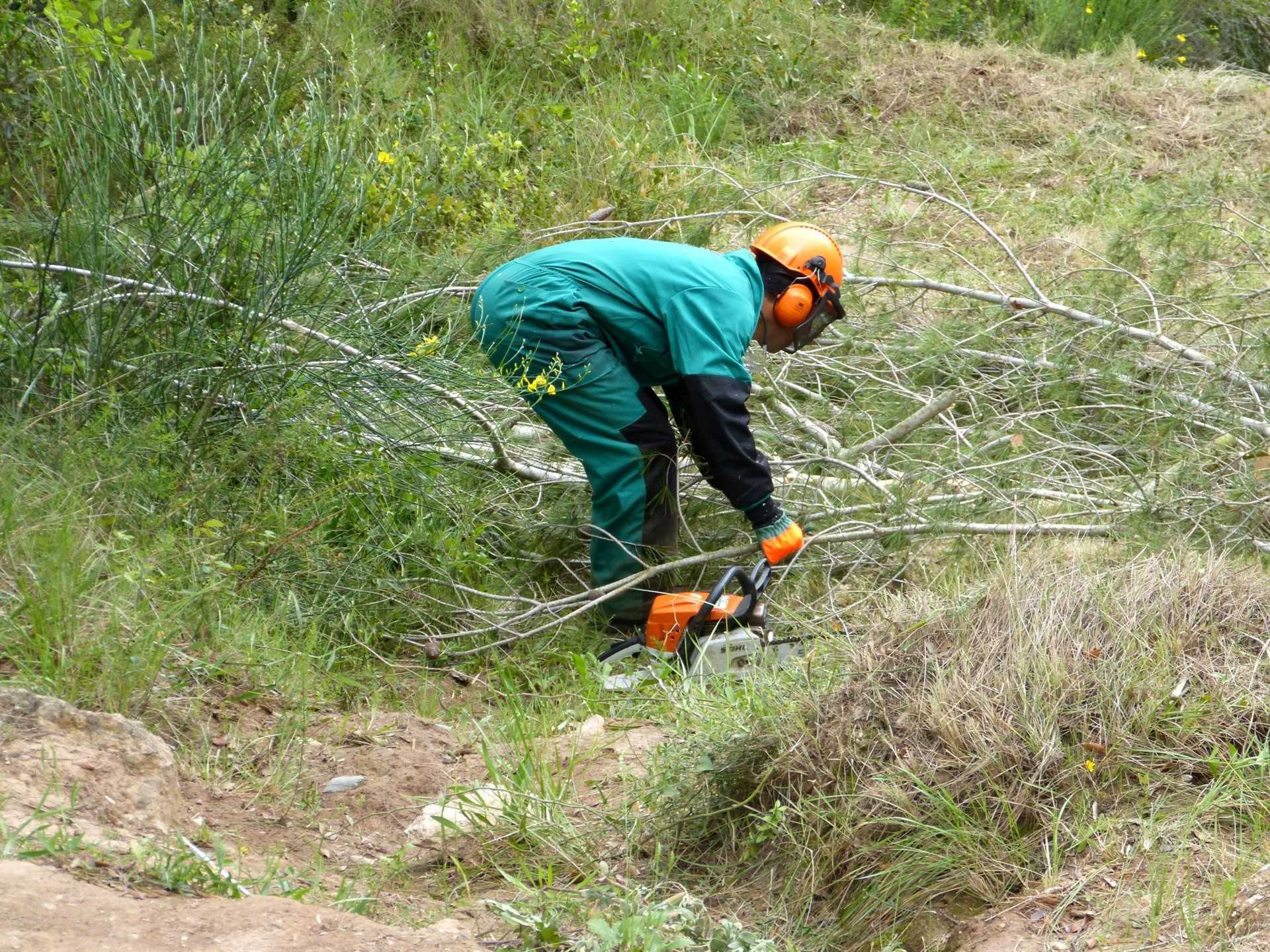 El sector forestal de la Comunitat genera trabajo 