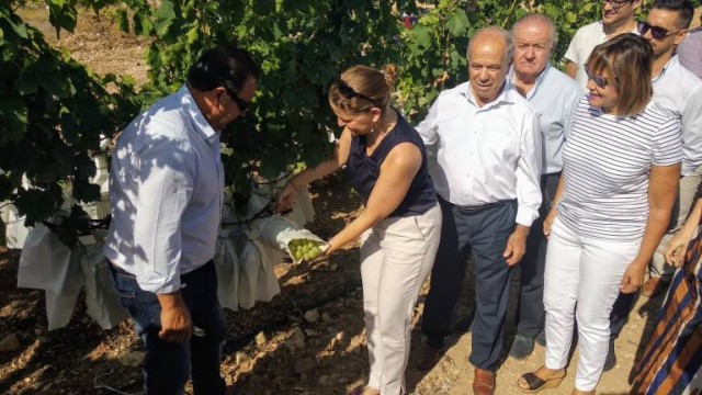 La Uva del Vinalopó cierra una campaña 