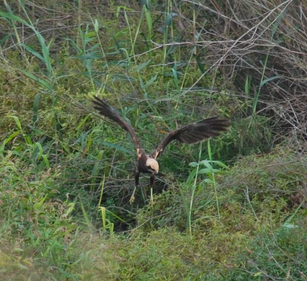 El Consorci del Millars hace un balance positivo de la migración de las aves en el enclave natural