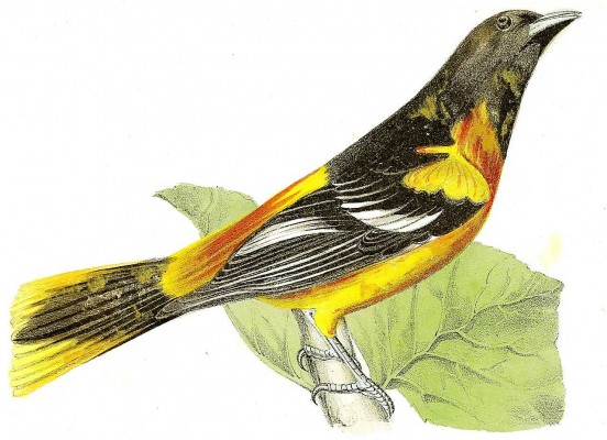'Diario rural', de Susan Fenimore Cooper, nature writing antes de Thoreau