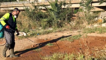 Betxí avanza a enero la lucha contra el mosquito tigre y abre la puerta al resto de municipios