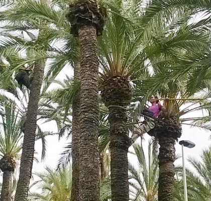 Glen Biotech logra que Francia autorice el mismo tratamiento biológico que usó contra el picudo del palmeral ilicitano