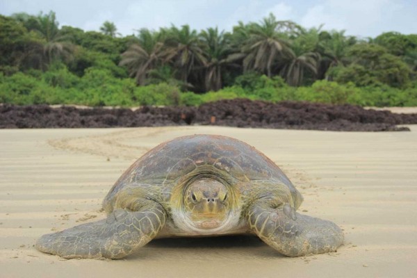 El calentamiento global provoca la feminización de las tortugas
